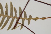 雉尾烏毛蕨藏品圖，第3張