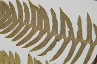 雉尾烏毛蕨藏品圖，第4張