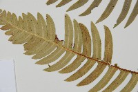 雉尾烏毛蕨藏品圖，第5張