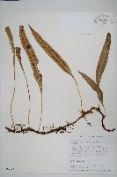 波氏星蕨藏品圖，第1張