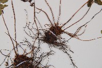 紅苞蹄蓋蕨藏品圖，第3張