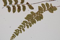 紅苞蹄蓋蕨藏品圖，第4張