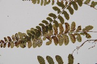 紅苞蹄蓋蕨藏品圖，第5張