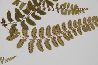 紅苞蹄蓋蕨藏品圖，第6張