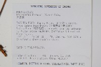 大星蕨藏品圖，第2張