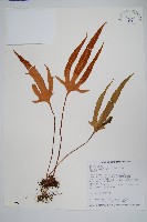 槭葉石葦藏品圖，第1張