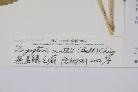 史氏鱗毛蕨藏品圖，第2張