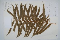 長葉腎蕨藏品圖，第1張