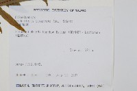 長葉腎蕨藏品圖，第2張