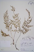 威氏鐵角蕨藏品圖，第1張