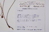 威氏鐵角蕨藏品圖，第2張