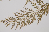 威氏鐵角蕨藏品圖，第3張