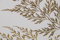 威氏鐵角蕨藏品圖，第4張