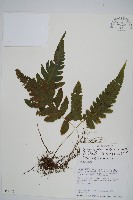 溪邊蕨藏品圖，第1張