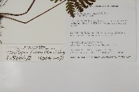 毛葉軸脈蕨藏品圖，第2張