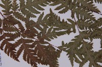 毛葉軸脈蕨藏品圖，第3張