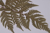 毛葉軸脈蕨藏品圖，第4張