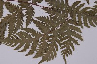 毛葉軸脈蕨藏品圖，第5張