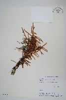 絨毛石葦藏品圖，第1張