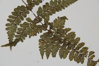 團羽鱗蓋蕨藏品圖，第3張