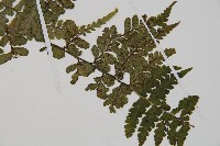 團羽鱗蓋蕨藏品圖，第4張