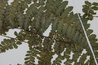 團羽鱗蓋蕨藏品圖，第5張