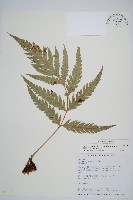 臺灣狗脊蕨藏品圖，第1張