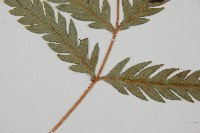 臺灣狗脊蕨藏品圖，第3張