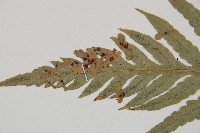 臺灣狗脊蕨藏品圖，第4張