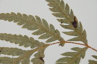 臺灣狗脊蕨藏品圖，第5張