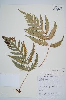 臺灣狗脊蕨藏品圖，第1張