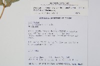 臺灣狗脊蕨藏品圖，第2張