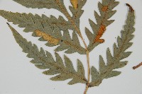 臺灣狗脊蕨藏品圖，第3張