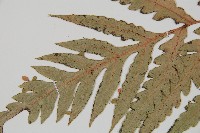 臺灣狗脊蕨藏品圖，第5張