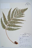 臺灣狗脊蕨藏品圖，第1張