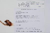 臺灣狗脊蕨藏品圖，第2張