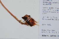 臺灣狗脊蕨藏品圖，第3張