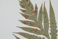 臺灣狗脊蕨藏品圖，第6張