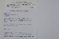 臺灣狗脊蕨藏品圖，第2張