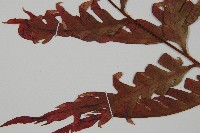 臺灣狗脊蕨藏品圖，第3張