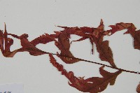 臺灣狗脊蕨藏品圖，第4張