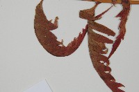 臺灣狗脊蕨藏品圖，第5張