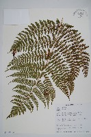 柄囊蕨藏品圖，第3張