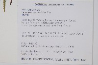 柄囊蕨藏品圖，第4張