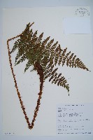 柄囊蕨藏品圖，第5張