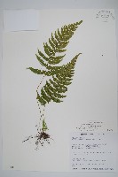 栗柄副金星蕨藏品圖，第1張