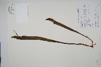 帶狀瓶爾小草藏品圖，第1張