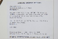 帶狀瓶爾小草藏品圖，第2張
