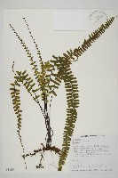 生芽鐵角蕨藏品圖，第1張