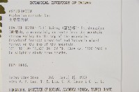 生芽鐵角蕨藏品圖，第2張